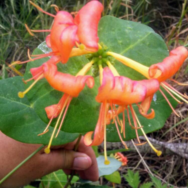 Plant image Lonicera ciliosa