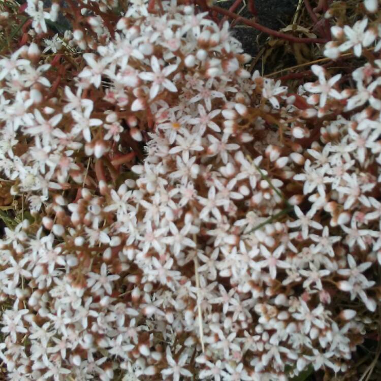 Plant image Sedum Anglicum