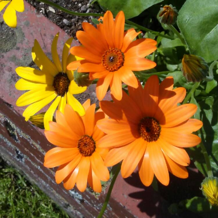 Plant image Osteospermum 'Orange Symphony'