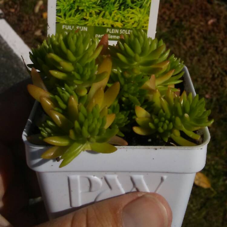 Plant image Sedum Rupestre 'Lemon Coral'