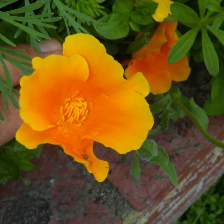 Plant image Eschscholzia californica 'Orange King'