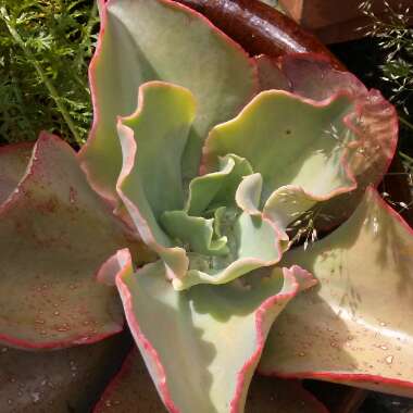 Echeveria Blue Curls