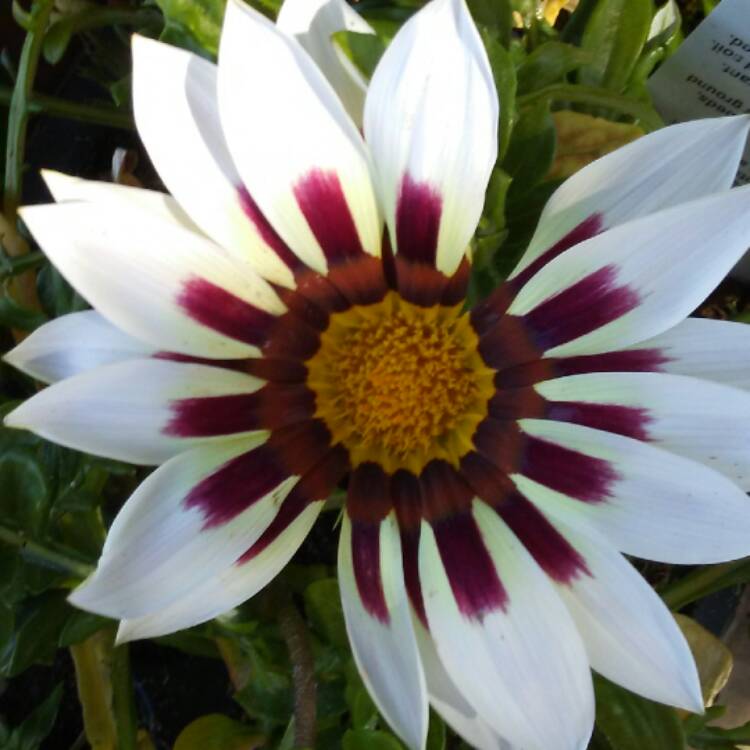 Plant image Gazania 'Rose Stripe'