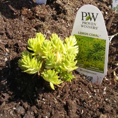 Sedum Rupestre 'Lemon Coral'