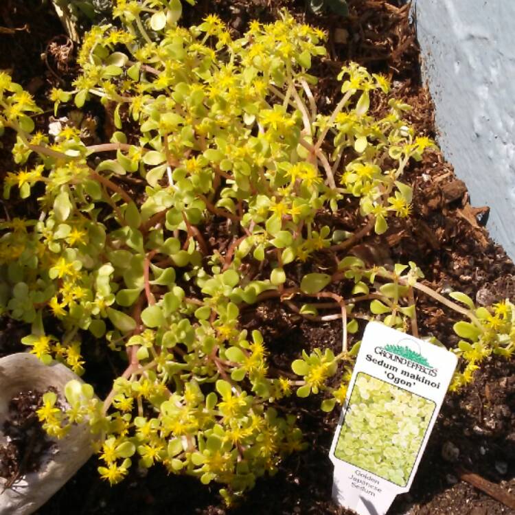 Plant image Sedum Makinoi Ogon