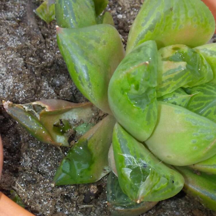 Plant image Haworthia mirabilis