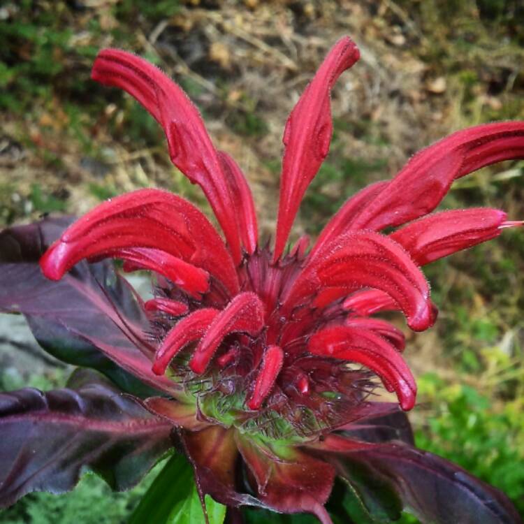 Plant image Monarda 'Jacob Cline.