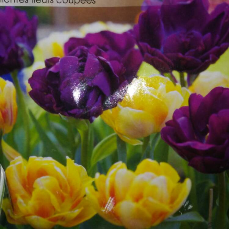 Plant image Tulipa 'Royal Acres'