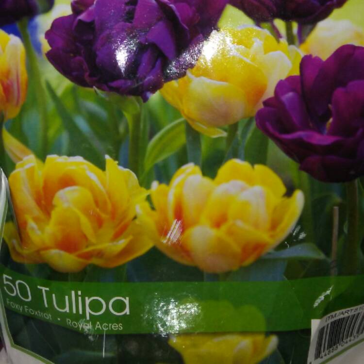 Plant image Tulipa 'Foxy Foxtrot'