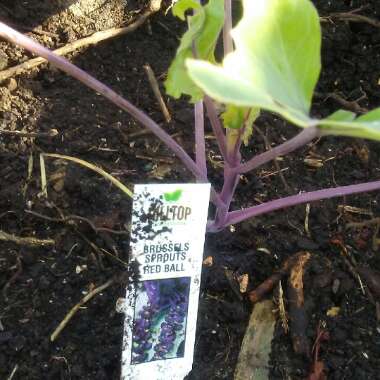 Brassica oleracea (Gemmifera Group) 'Red Ball'