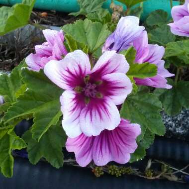 Malva Sylvestris 'Zebrina' syn. Alcea rosea 'Zebrina'