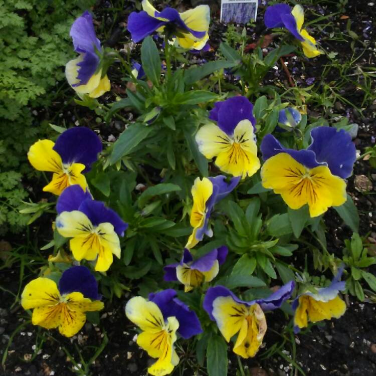 Plant image Viola x wittrockiana 'Matrix Morpheus'