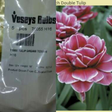 Tulipa 'Dream Touch'