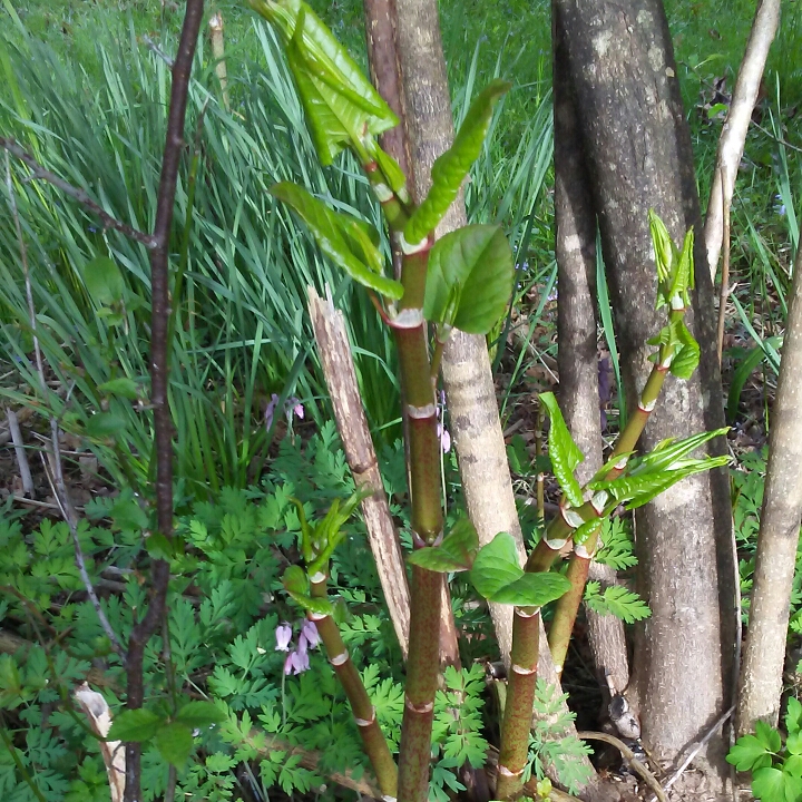 Plant image Fallopia japonica syn.  Reynoutria japonica ; Polygonum cuspidatum