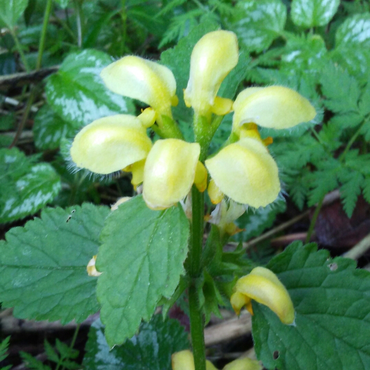 Plant image Lamium galeobdolon