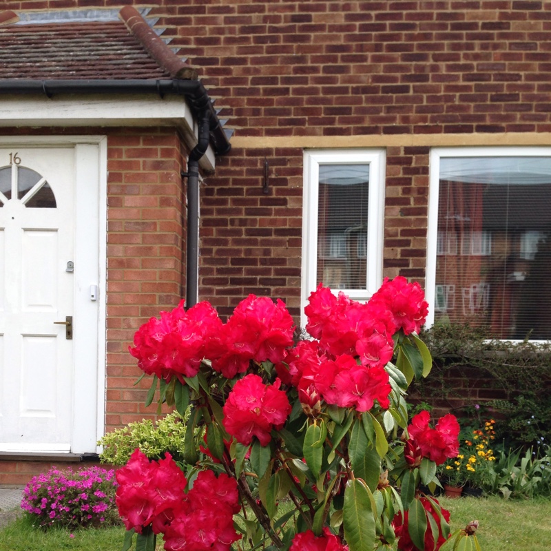 Plant image Rhododendron 'Taurus'