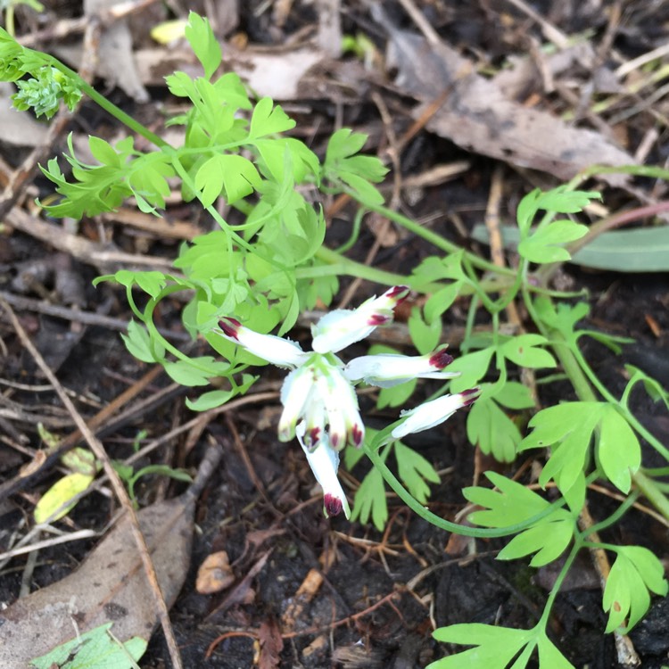 Plant image Fumaria capreolata