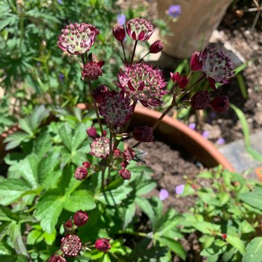 Masterwort 'Claret'