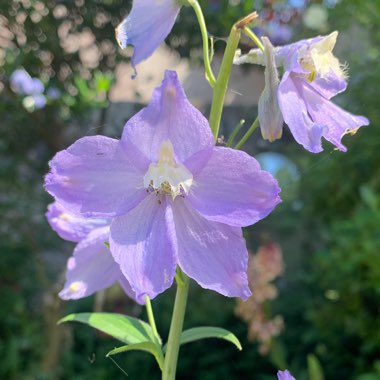 Blue Dawn Delphinium