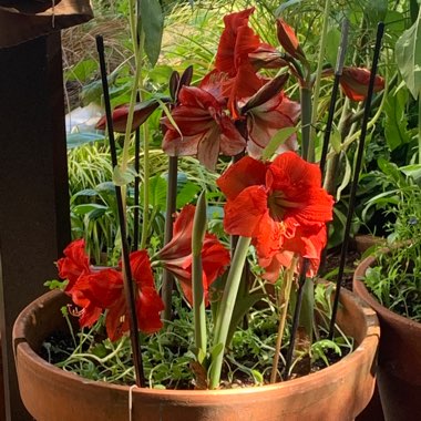 Hippeastrum (Amaryllis)