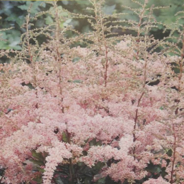 Plant image Astilbe 'Flamingo'