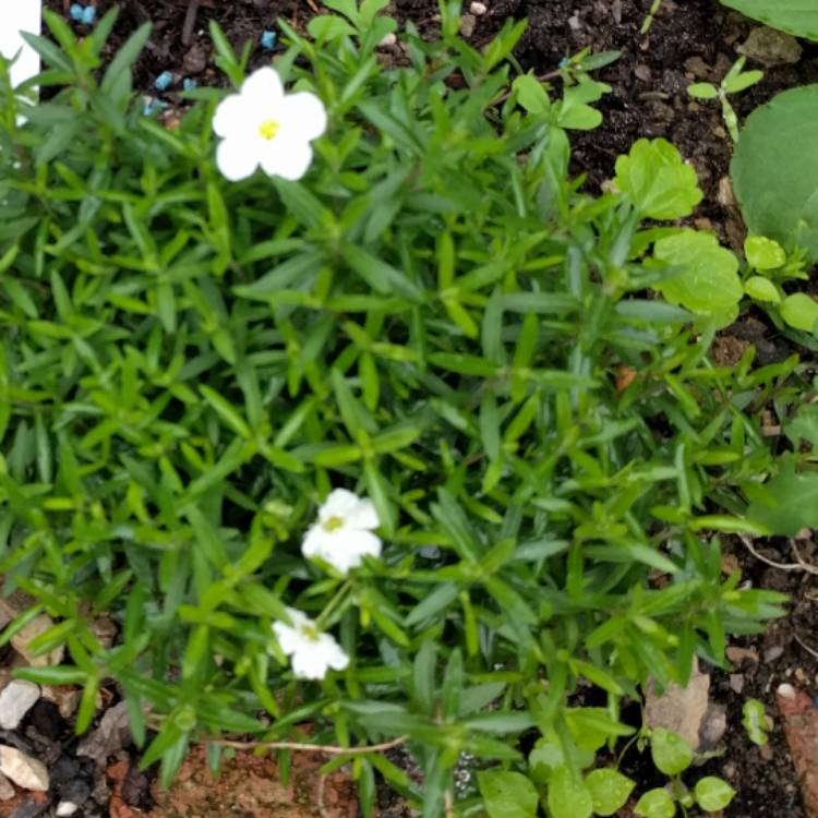 Plant image Arenaria Montana