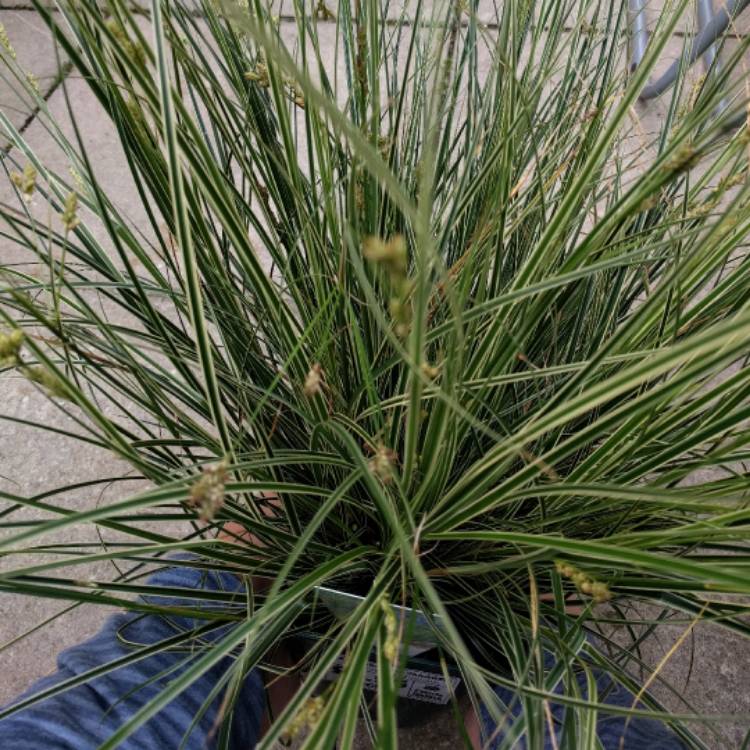 Plant image Carex brunnea