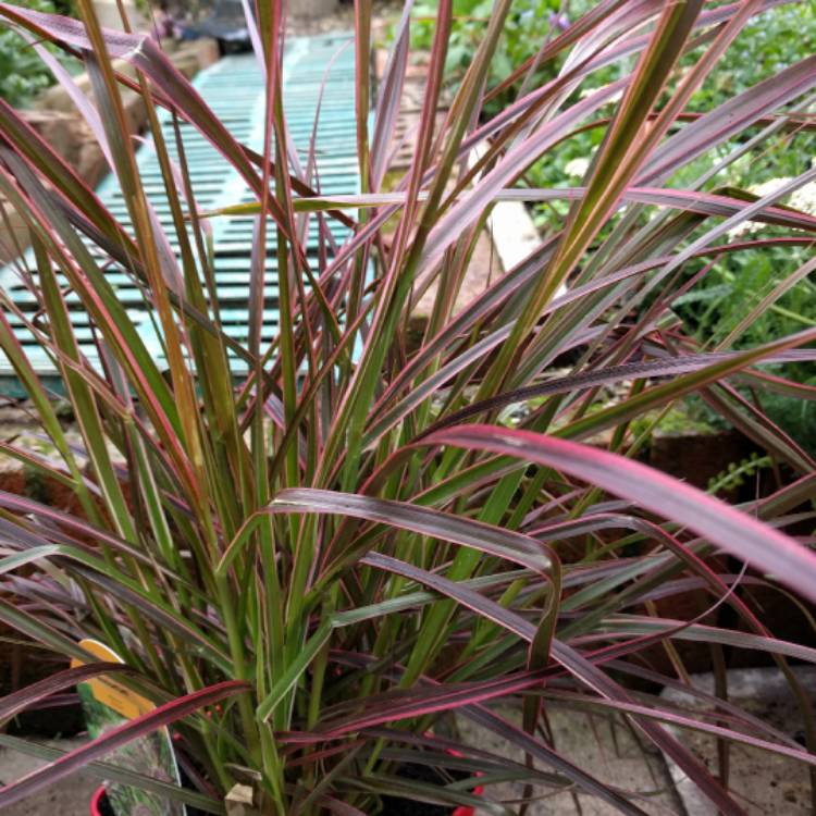 Plant image Pennisetum setaceum 'Rubrum'