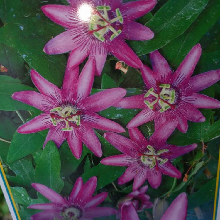 Plant image Passiflora 'Amethyst' syn. Passiflora 'Lavender Lady'