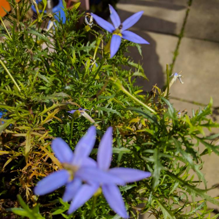 Plant image Isotoma fluviatilis 'Blue Star'