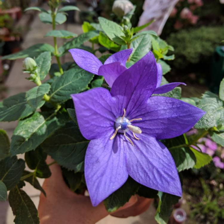 Plant image Platycodon grandiflorus 'Sentimental Blue' syn. Campanula grandiflora 'Sentimental Blue'