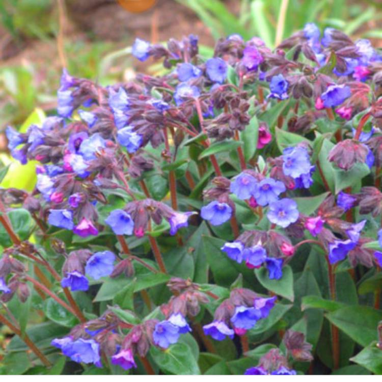 Plant image Pulmonaria 'Blue Ensign'