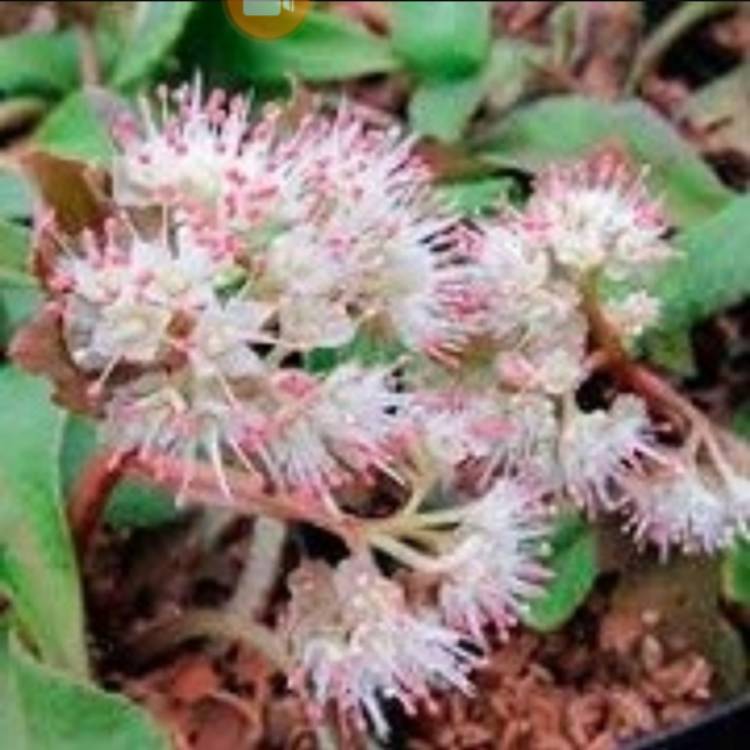 Plant image Chrysosplenium Oppositifolium