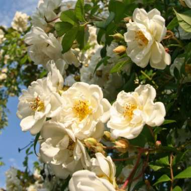 Rosa 'Rambling Rector'