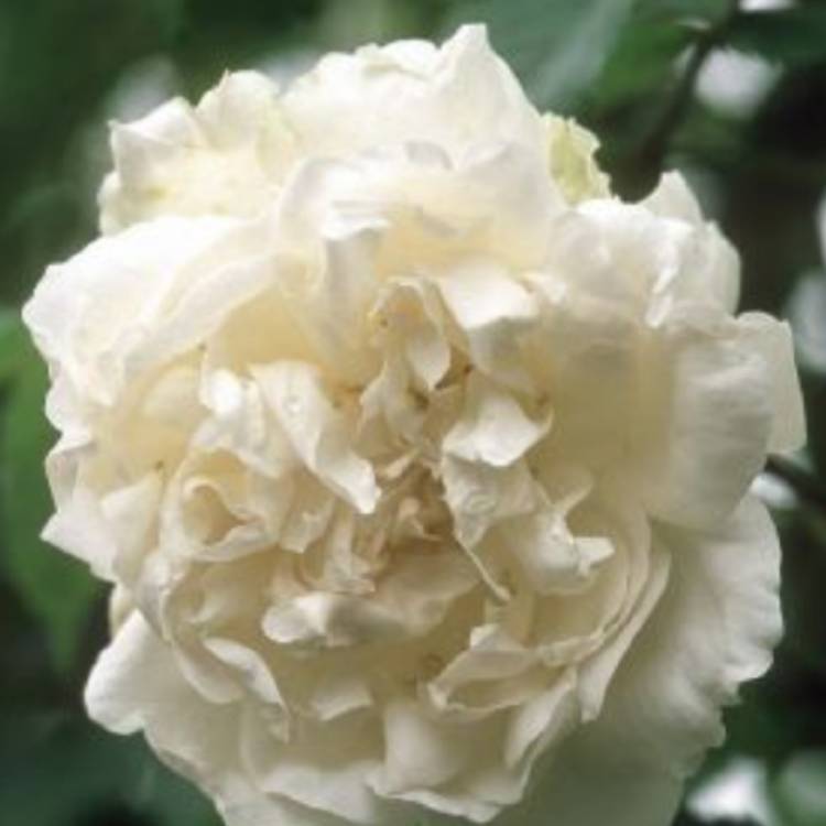 Plant image Rosa 'Madame Alfred Carrière'