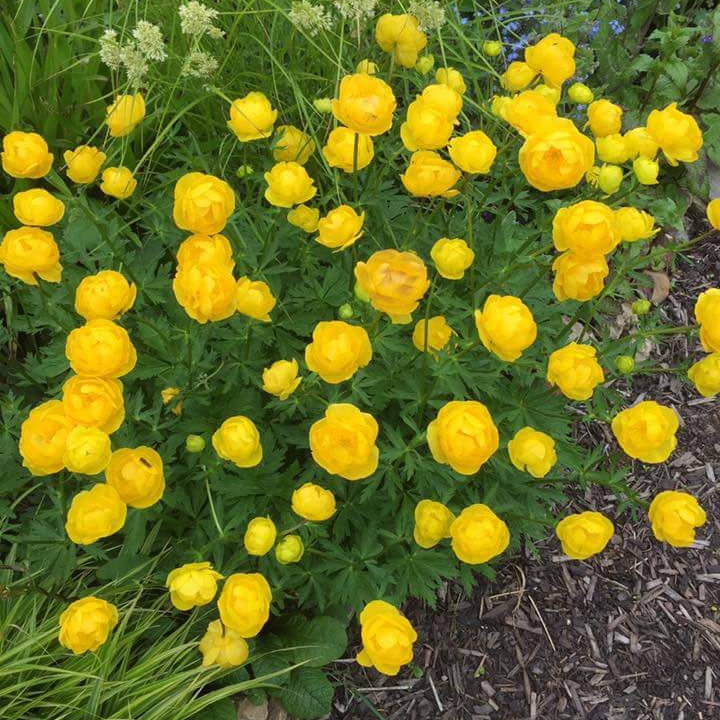 Plant image Trollius altaicus