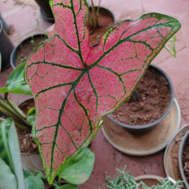 Caladium candidum