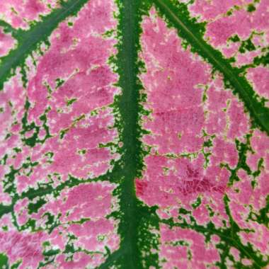 Caladium candidum