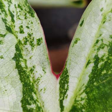 Caladium 'Frog In A Blender'