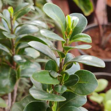 Ficus Bonsai