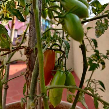 Solanum lycopersicum  syn. Lycopersicon lycopersicum