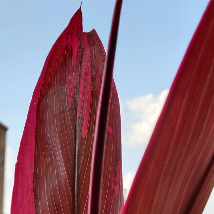 Plant image Cordyline terminalis 'Baby Doll'