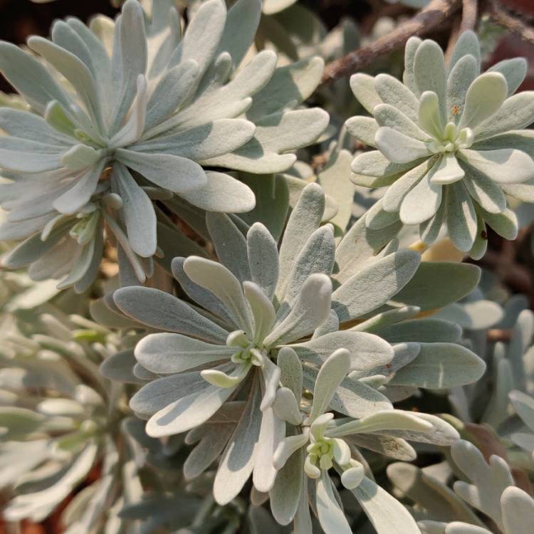 Plant image Artemisia stelleriana 'Silver Brocade'