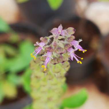 Ocimum tenuiflorum syn. Ocimum sanctum