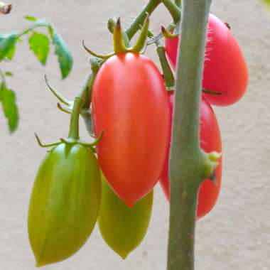 Solanum lycopersicum  syn. Lycopersicon lycopersicum