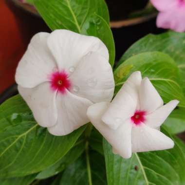 Catharanthus roseus 'Cora XDR Polka Dot'