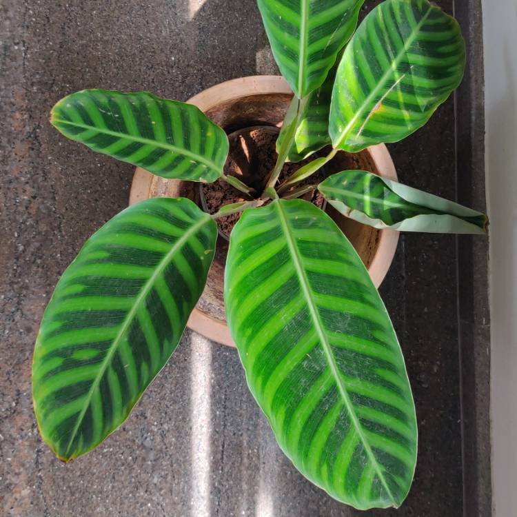 Plant image Goeppertia zebrina syn. Calathea zebrina