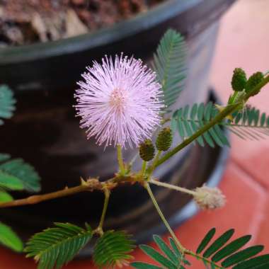 Mimosa strigillosa