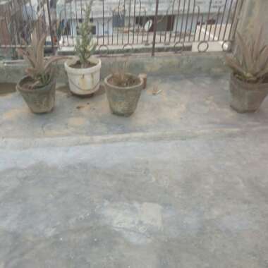 Nibha's garden