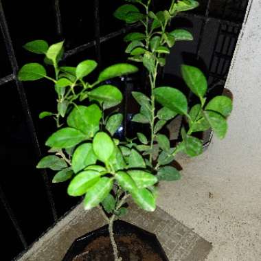 Lemon Tree